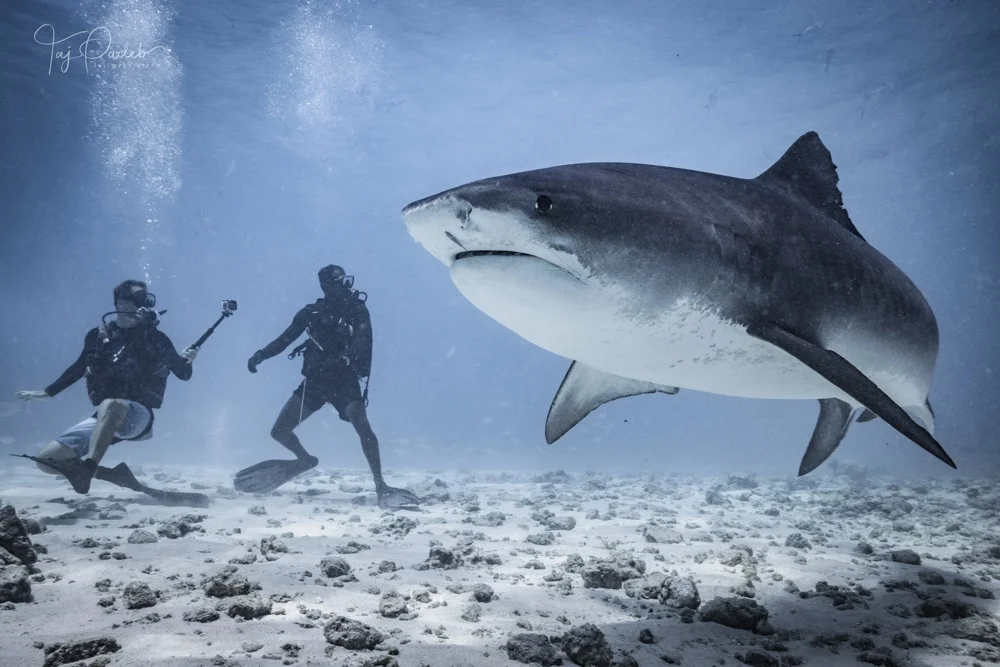 Is it Safe to Dive with Tiger Sharks? - Zac Spowart | Nomadic Addictt