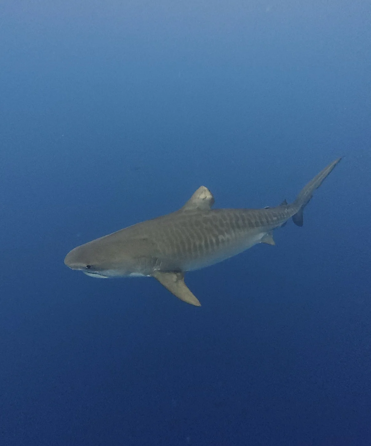 What Tiger Sharks Taught Me About Facing Fear - Zac Spowart | Nomadic Addictt