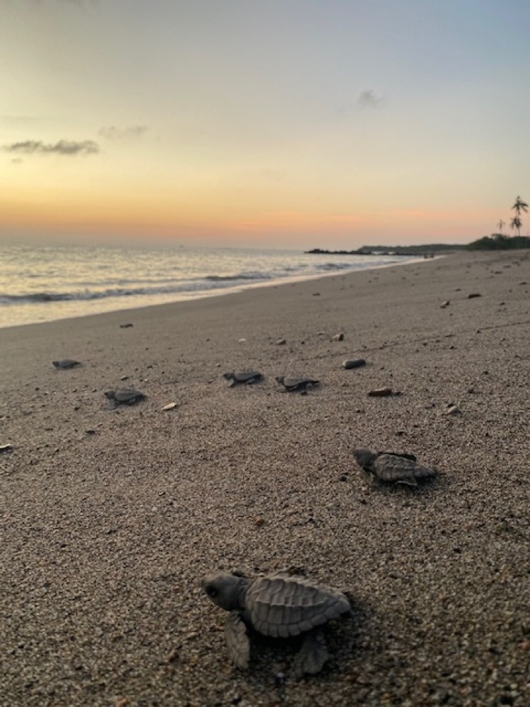 Turtle release in Puerto Vallarta, Mexico