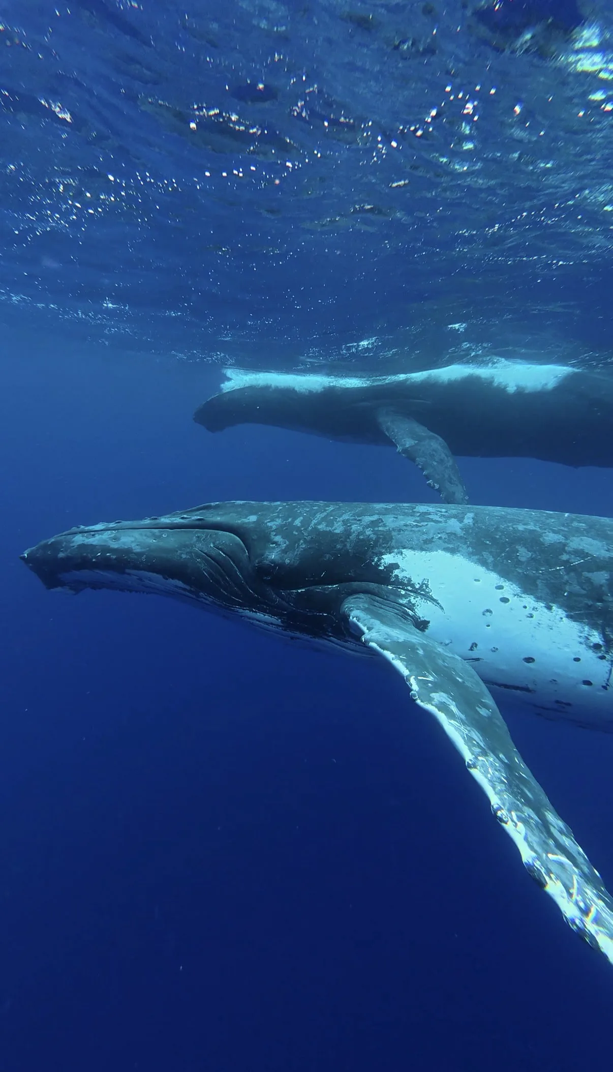 Swimming With Humpback Whales in Tonga - Zac Spowart | Nomadic Addictt