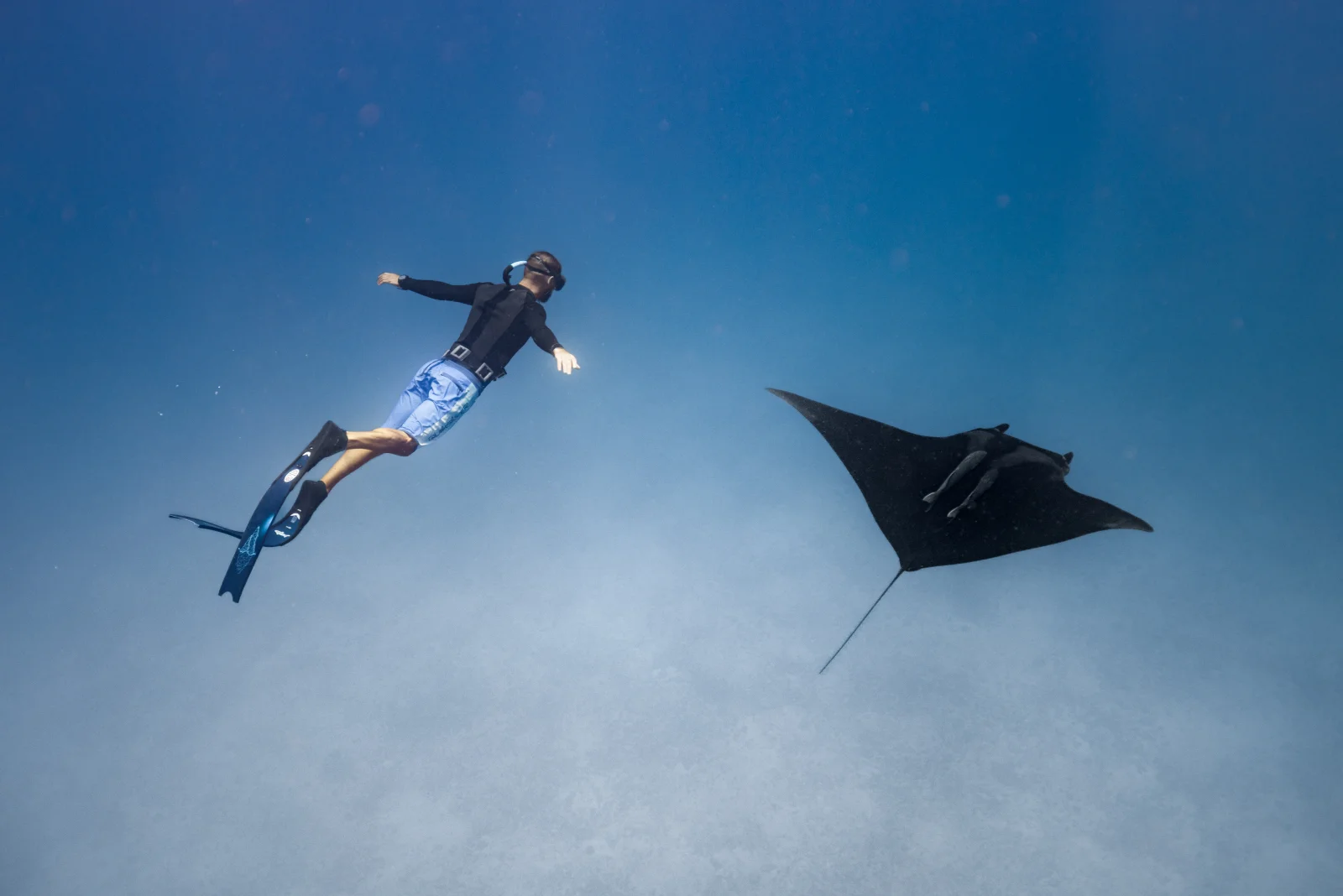 Freediving with a manta ray in Mexico